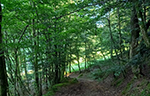 foto van bomen